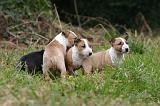 BULL TERRIER MINIATURE 240